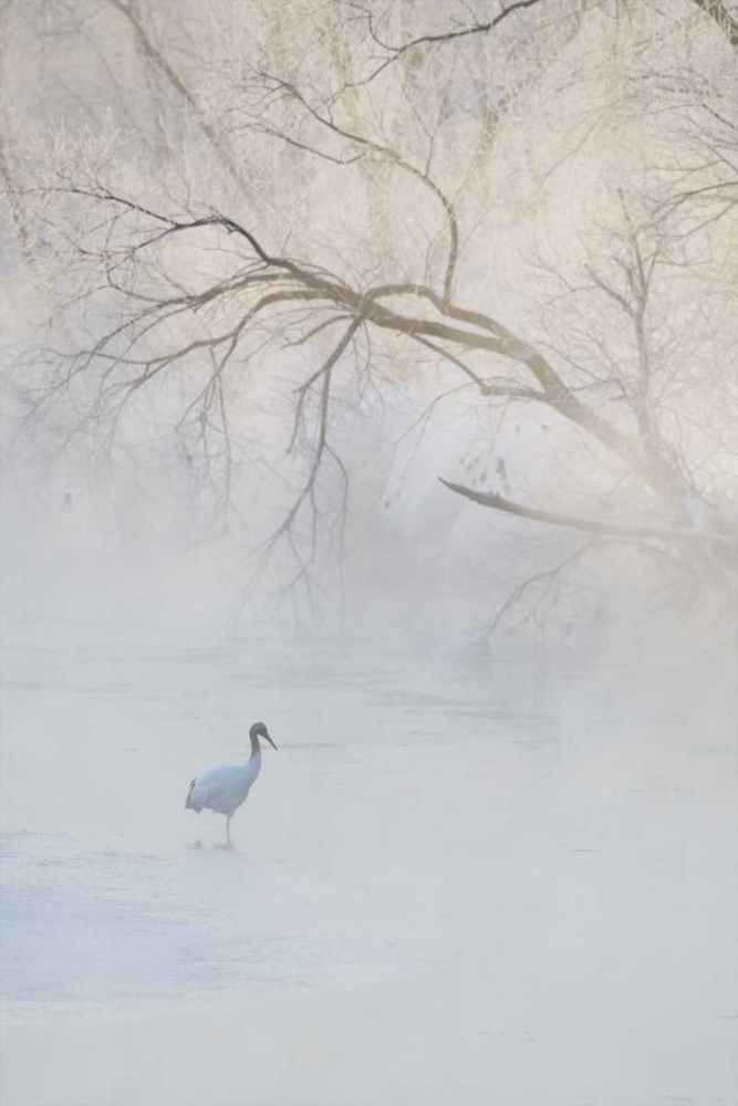 Japan, Hokkaido A hooded crane in foggy morning